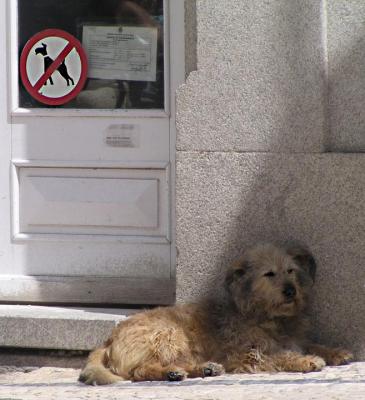 No dogs allowed