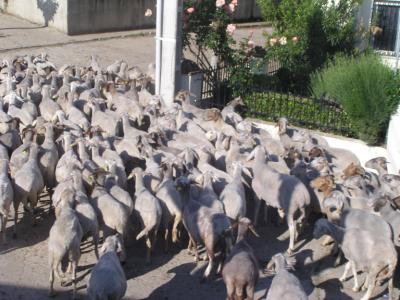 v3/99/30199/3/44458296.sheep1.jpg