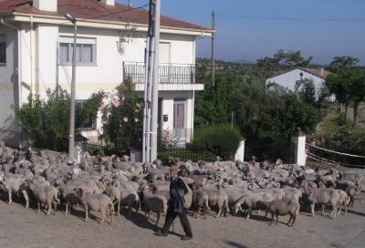 v3/99/30199/3/44458297.sheep2.jpg