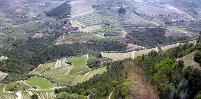 v3/99/30199/3/44458306.vineyards1.jpg