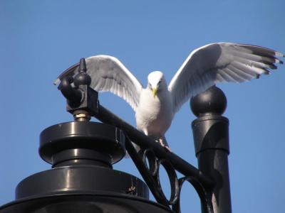St. Ives gull