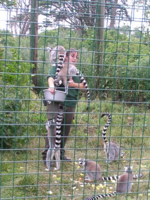 Keeper Feeding Lemurs, Isle of Wight Zoo