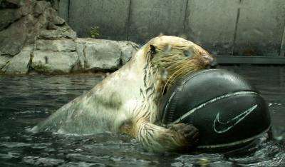 An otter at the zoo