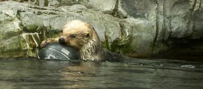 Same otter at Antwerp Zoo