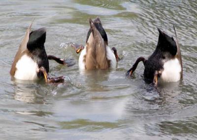 Bottoms Up, or the Tail of the Ducks