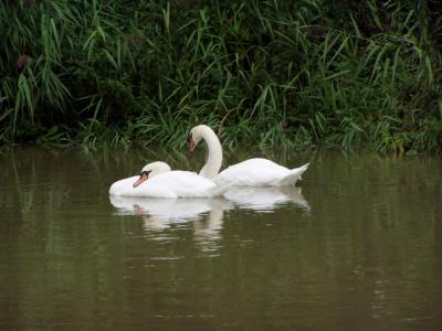 Swans on the River