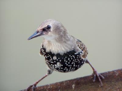 One of the birds I feed from the bedroom window