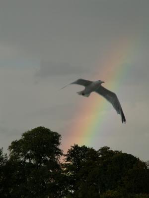 Rainbow from my bedroom window