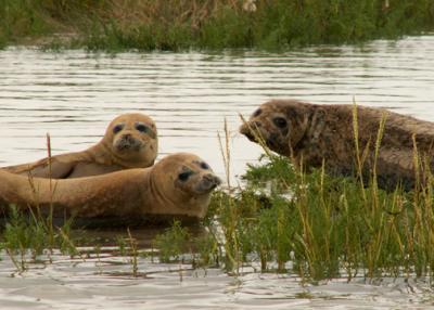 Seals at Pegwell Bay - we saw 8!!