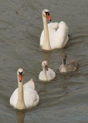 The swan family