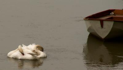Swans after just being fed