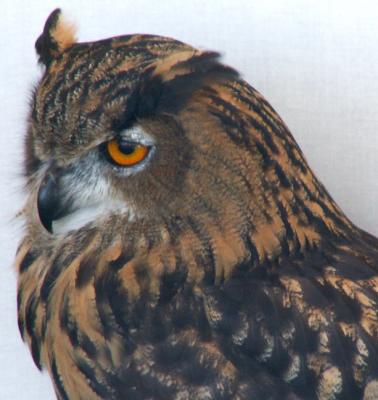 owl at falcon show at Richborough Fort