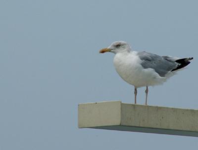 Gull on the ship