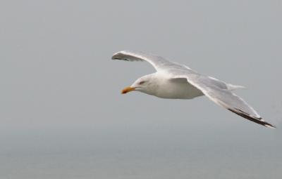 gull