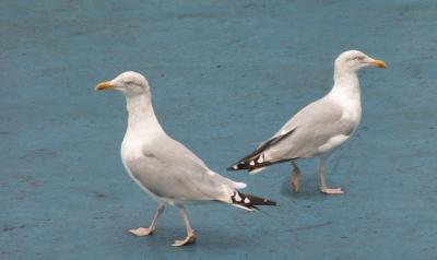 Gulls