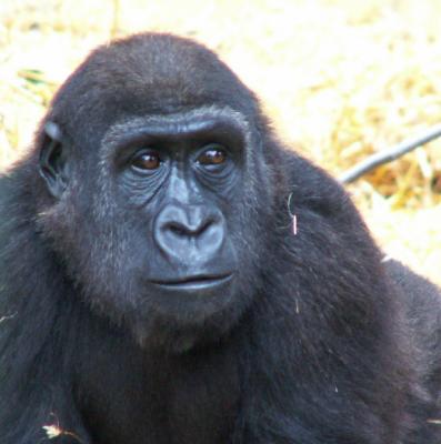 Howlett's Gorilla
