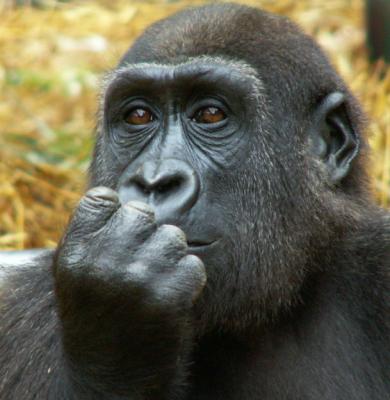 Howlett's Gorilla