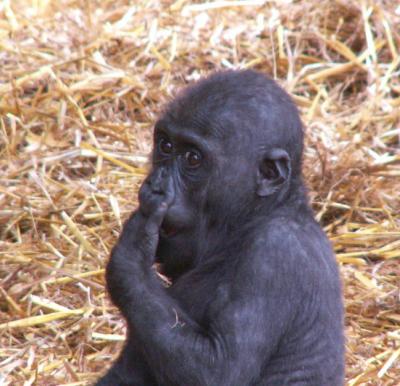 Baby sucking thumb