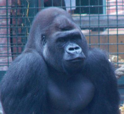 Howlett's Gorilla