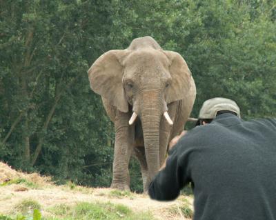 Jason photographing elephant