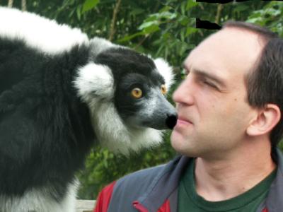 Howlett's Lemur