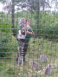 Keeper Feeding Lemurs, Isle of Wight Zoo