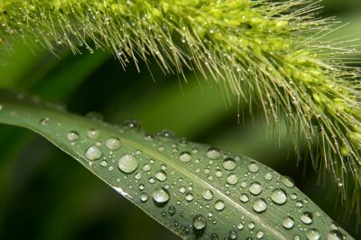 Wild Wheat Droplets.jpg