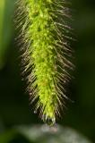 Wild Wheat Droplets 2.jpg