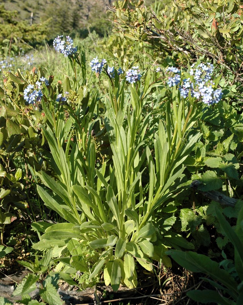 Blaue Blumen M u Wfest Inkom DSC_5106.JPG