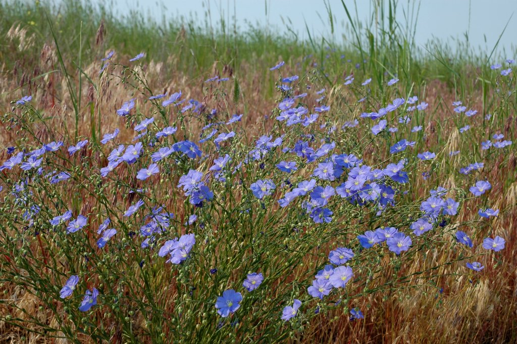 flax DSC_5252.JPG