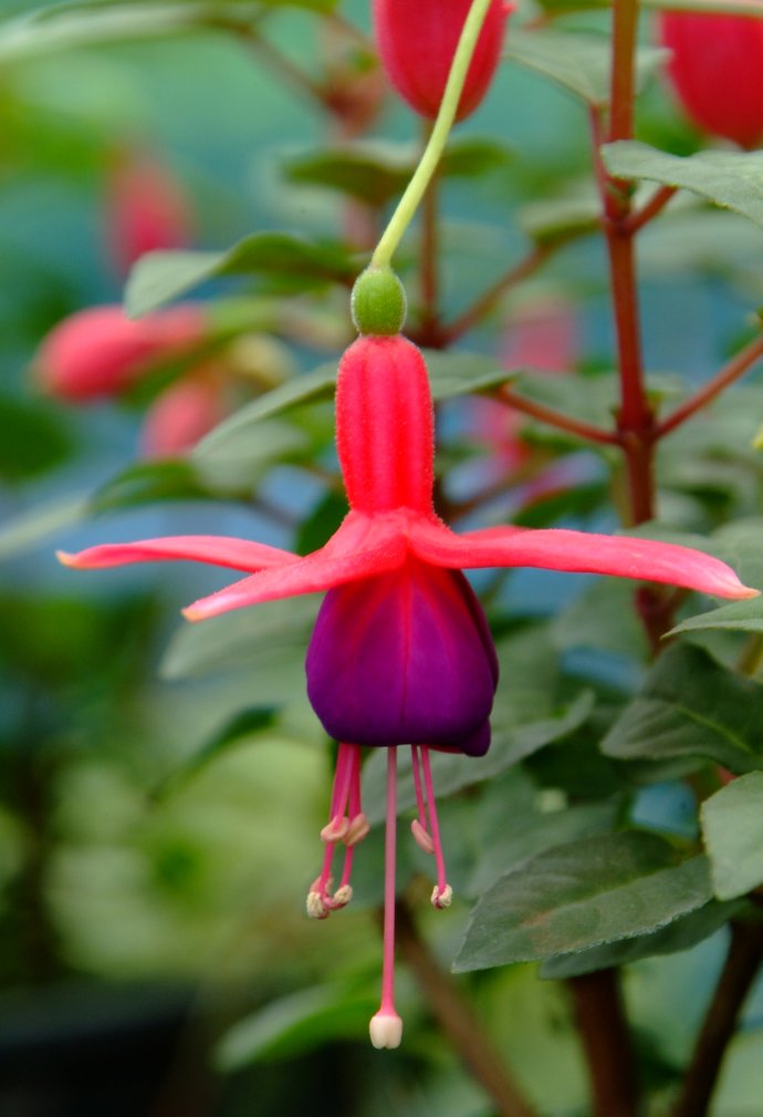 Fuchsia at Royal Project Doi Inthanon DSCF0151.JPG