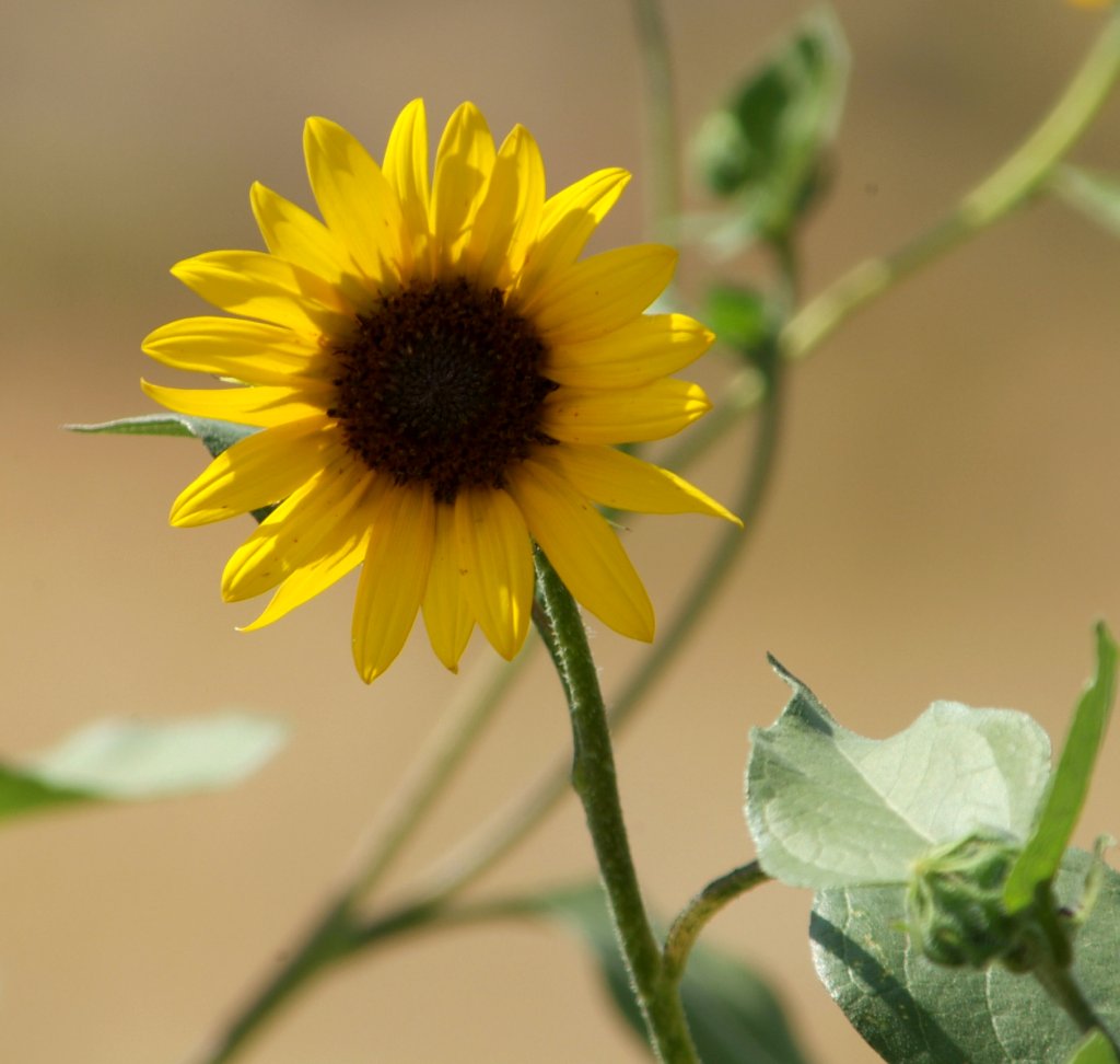 Wilder Helianthos DSCF0001.JPG