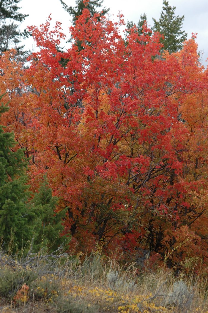 Buckskin Autumn Scene DSC_6706.JPG