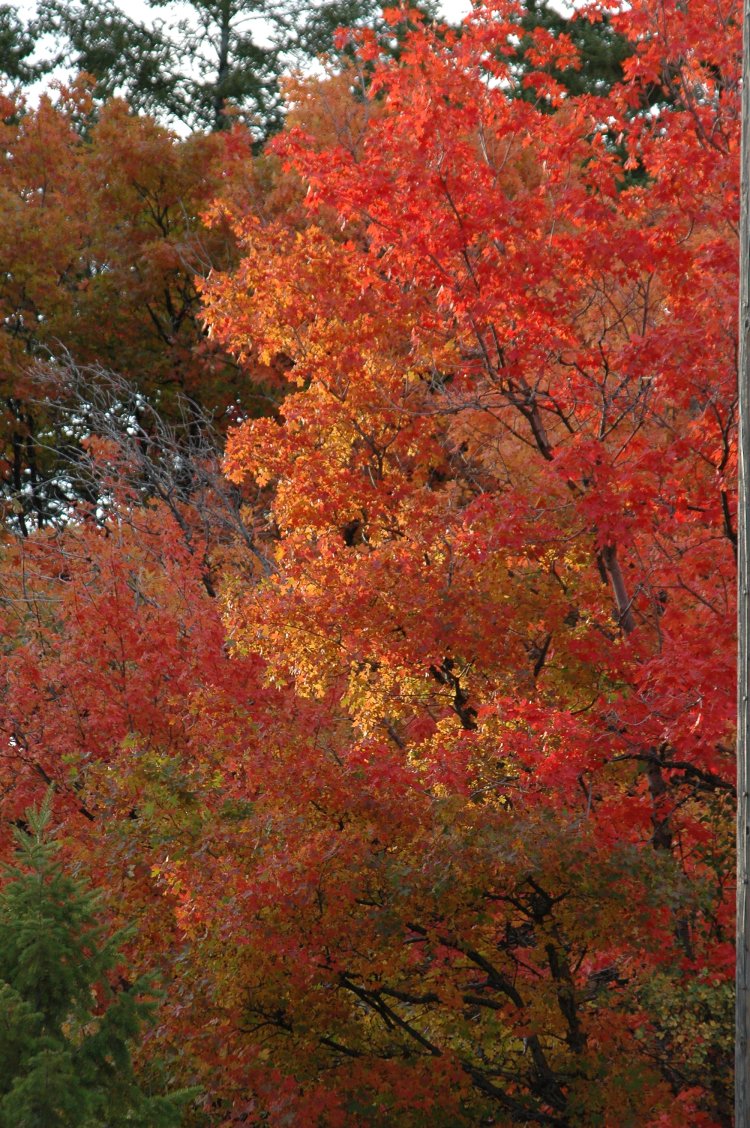 Buckskin Autumn Scene DSC_6736.JPG