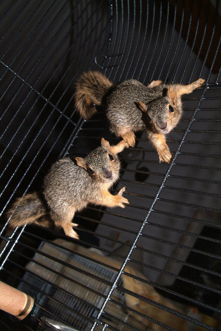 Baby West Bench Fox Squirrels Today DSCF0116.JPG