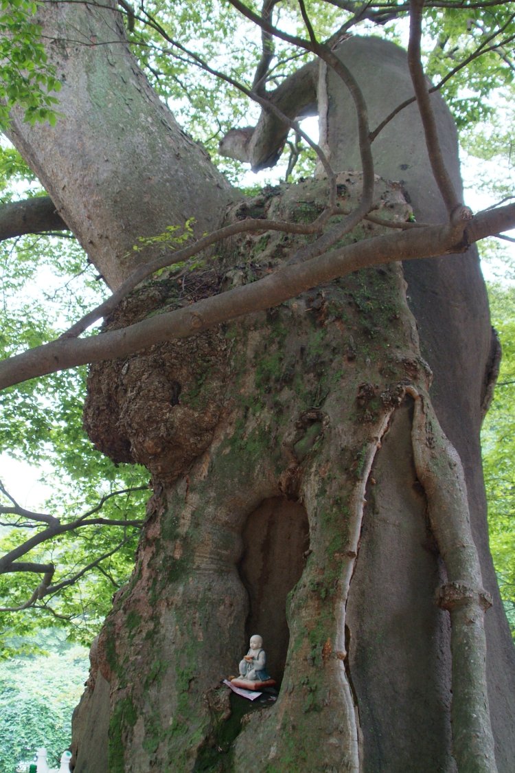 1300-year-old tree with tree spirit shrine I think DSCF1100.JPG