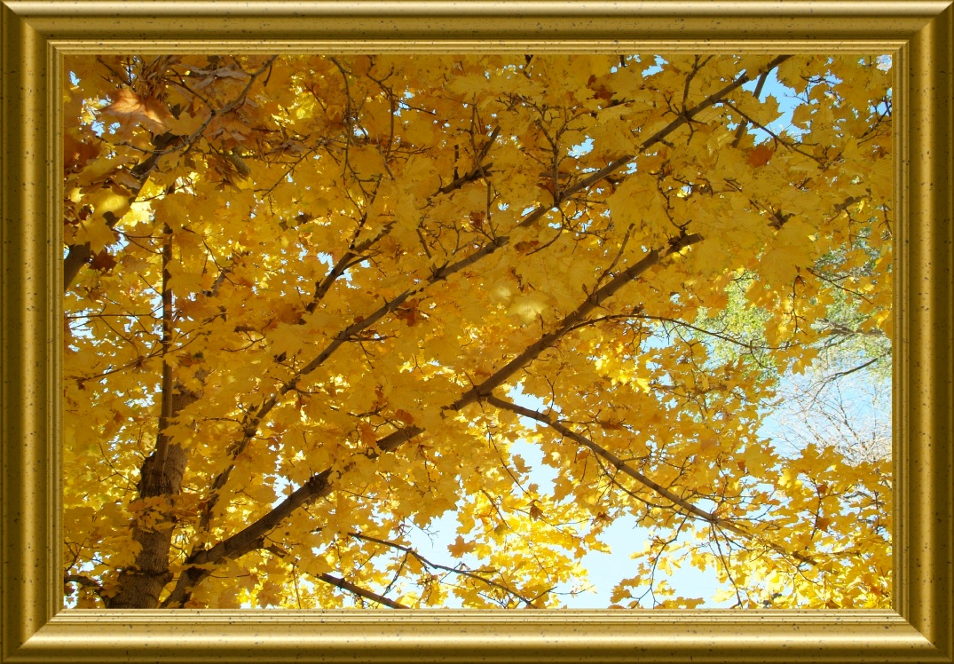 Maple Fall Foliage in Ross Park Pocatello Idaho DSCF0738.jpg