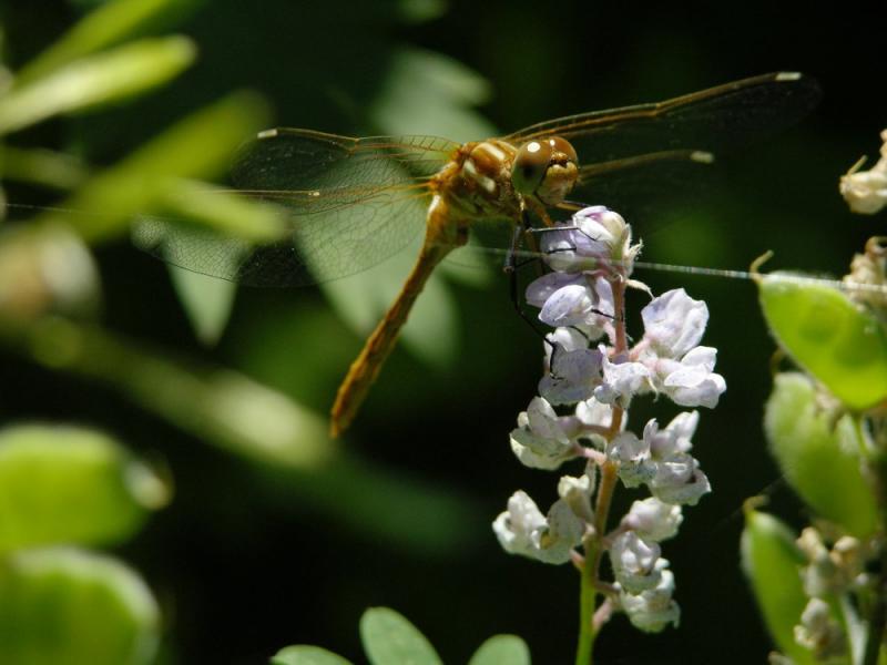 dragon fly on Crestline Trail Scout Mtn DSCN6595.JPG