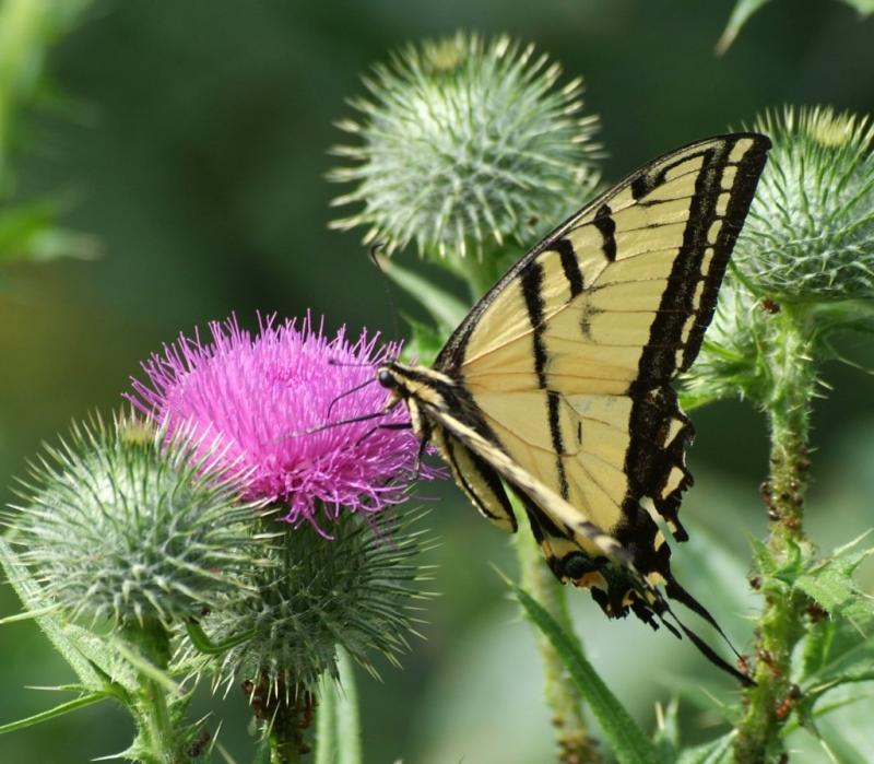 tiger swallowtail butterfly DSCF0157.JPG