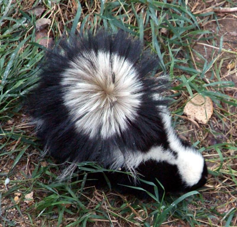 skunk with tail perhaps in defensive pose DSCF0076.JPG