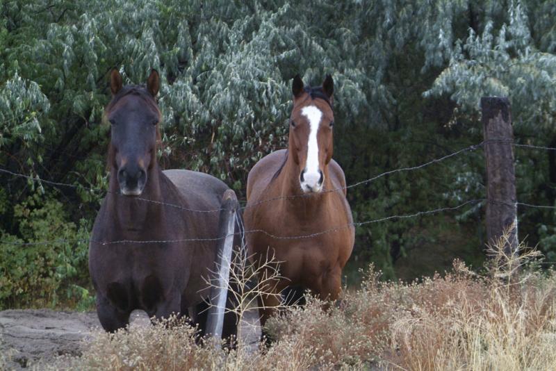 horses of Blackfoot DSCF0213.jpg