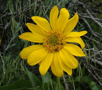 bigleaf balsamroot DSC_4885.JPG