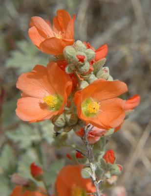 Munro's globe-mallow near AMI Semiconductor DSC_4921.JPG