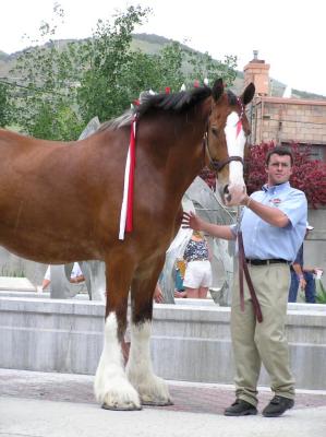 Clydesdale horse, a traveling 4-legged ambassador from St. Louis or thereabouts P6220066.JPG