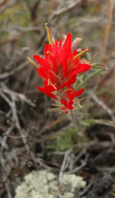 paintbrush DSC_5501.JPG