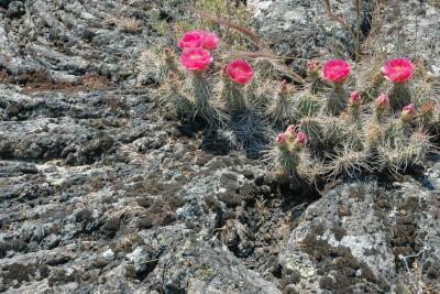 prickly pear and pahoehoe 4x6 DSC_5289.JPG