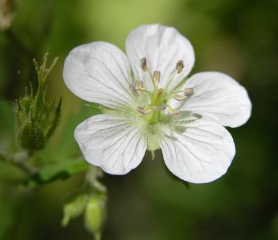 is this a white sticky geranium Crestline Trail Scout Mtn DSCN6617.JPG