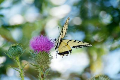 tiger swallowtail butterfly DSCF0046.jpg