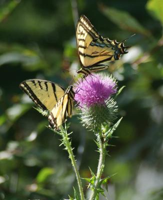 two tiger swallowtail butterflies DSCF0013.JPG
