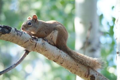 red squirrel in the mountains - Tamiasciurus hudsonicus - Rotes Skiouroschen DSCF0064.JPG